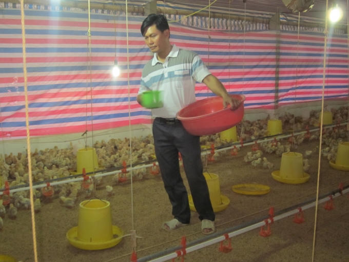 Đàn gà được chăm sóc cẩn thận, khoa học nhất