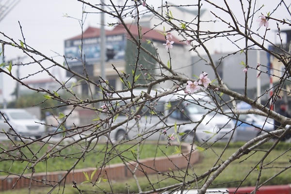 Bây giờ những người bán đào tại đây chỉ mong nắng ấm lên một chút cho đào nở, chứ rét như mấy đợt vừa rồi đào khó nở, nụ thì thâm hết lại không biết có nở được không, nếu trời mà cứ rét vậy thì không biết được thế nào. Hy vọng năm nay trời thương để mọi người có một cái tết sung túc”. Ảnh: Như Trường