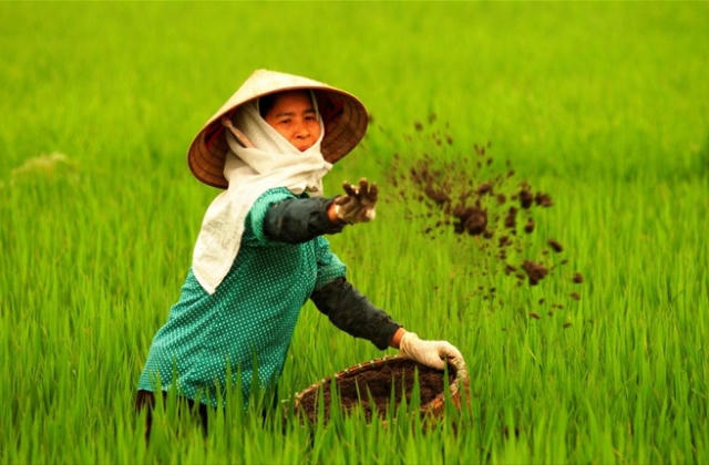 Công ty Phân bón Hà Bắc sản xuất phân bón giả!