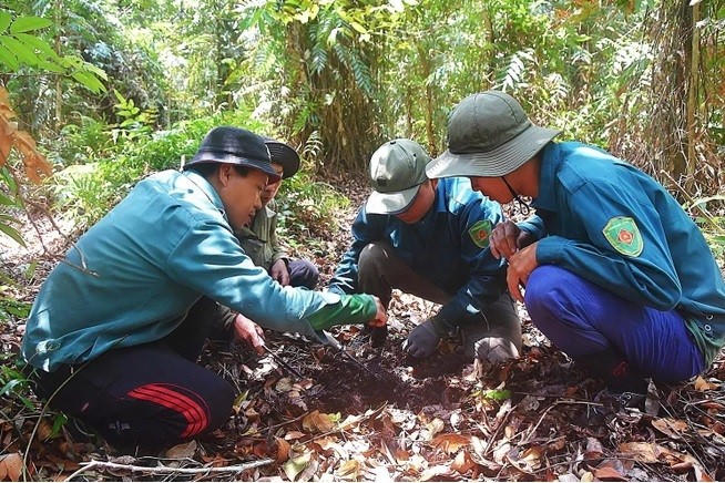 Lực lượng bảo vệ rừng tại Vườn Quốc gia U Minh Hạ thường xuyên kiểm tra độ ẩm lớp thực bì dưới chân rừng để đưa ra mức cảnh báo cháy phù hợp với tình hình. (Ảnh: Huỳnh Anh/TTXVN)