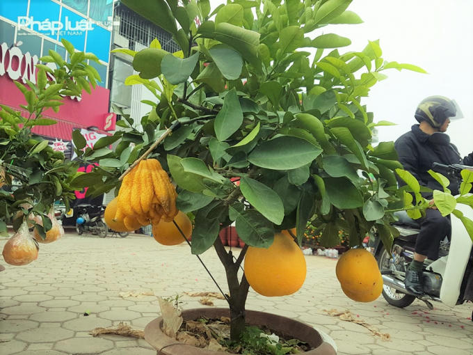 Những cây bưởi lai phật thủ "độc đáo"  được bày bán khắp các tuyến đường của Thủ đô thu hút nhiều người chơi cây cảnh dịp Tết.