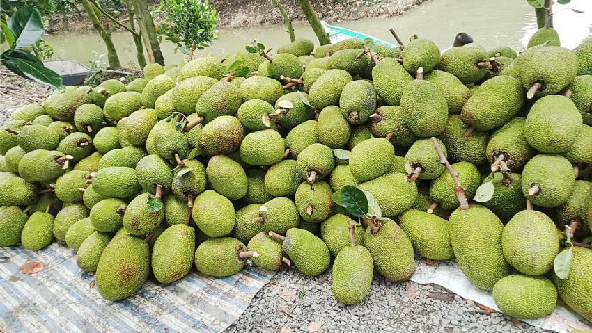 Hà Nội cho phép Hợp tác xã Dịch vụ Nông nghiệp Kinh doanh tổng hợp Cổ Loa sử dụng địa danh "Cổ Loa" để đăng ký nhãn hiệu tập thể nông sản Cổ Loa. (Ảnh minh hoạ).