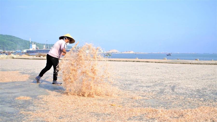 Moi được phơi khô sạch sẽ trước khi đem bán sẽ được giá cao hơn bán tươi. Ảnh NDCC