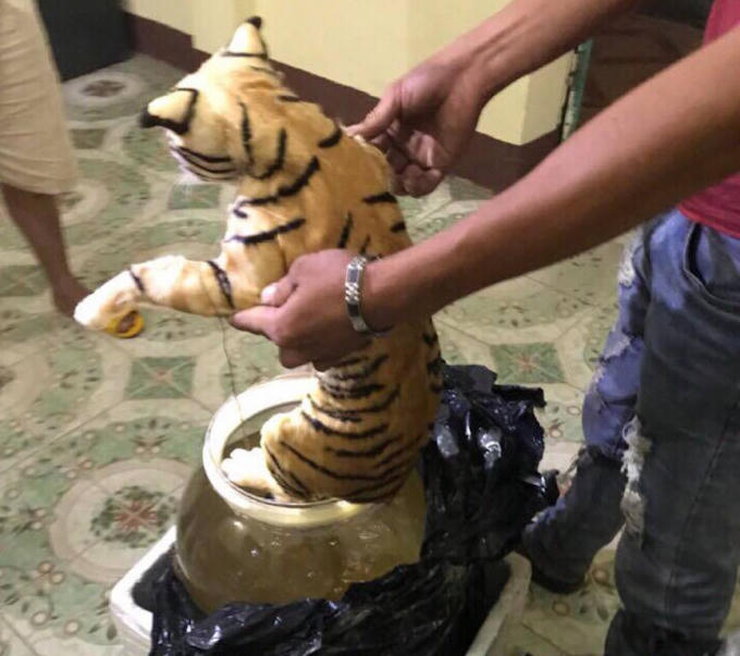 Một trong 2 cá thể hổ được phát hiện ngâm trong bình thủy tinh, trên chuyến xe khách Bắc - Nam.