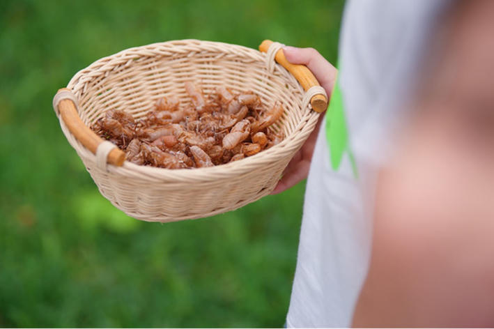 Trẻ em khám phá thế giới động vật trong khu đô thị