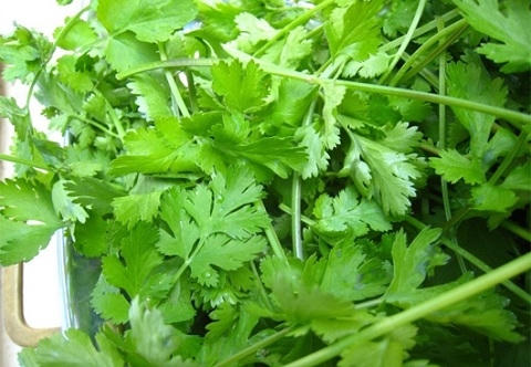 Rau mùi thường dùng để chữa ngộ độc thức ăn.