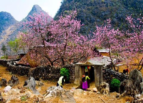 Hoa đào ngày Tết tại Hà Giang