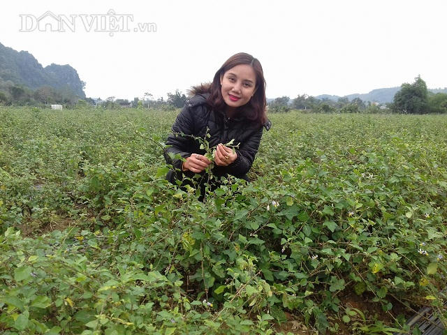 "Hotgirl" Bùi Thị Kiều Dung kiếm hơn chục triệu mỗi tháng nhờ trồng hơn một mẫu cây dại. Ảnh: báo Dân Việt .