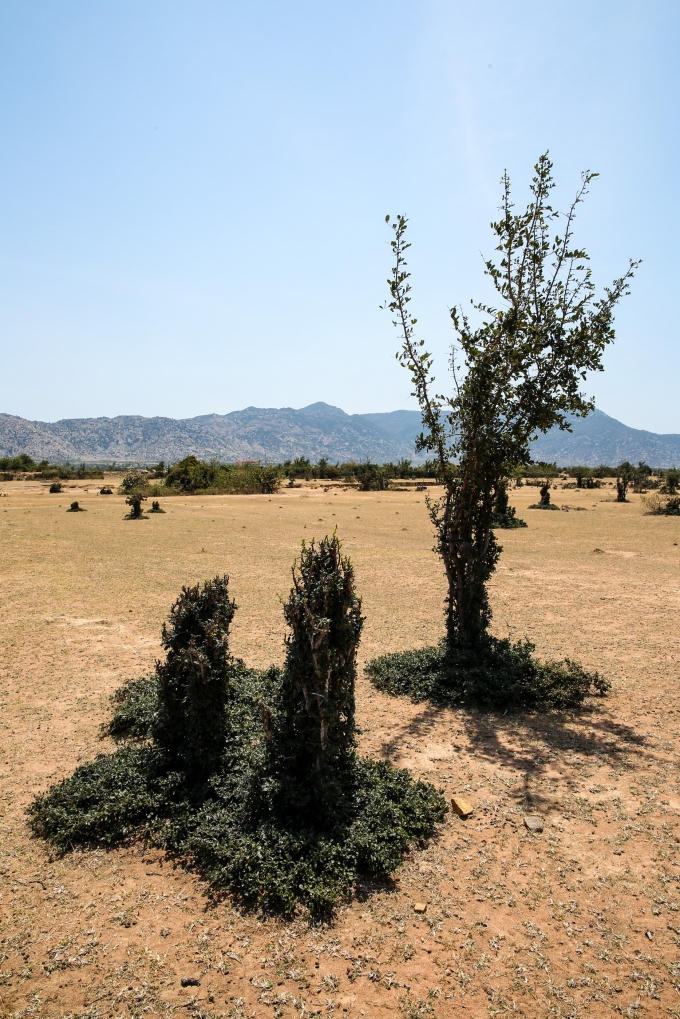 Dáng cây như tòa tháp đôi