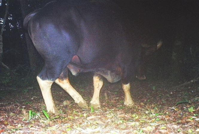 Một trong 3 cá thể bò tót xuất hiện gần suối nước nóng Bang được bẫy ảnh của Chương trình Việt Nam Nature ghi nhận