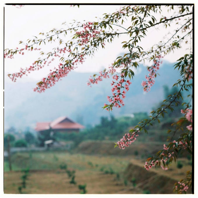 Người dân cho biết loài mai anh đào được mang giống từ Nhật Bản về. Do thời tiết và thổ nhưỡng, loài hoa này trổ nhiều lá hơn, nhưng hoa vẫn giữ nguyên sắc thắm.