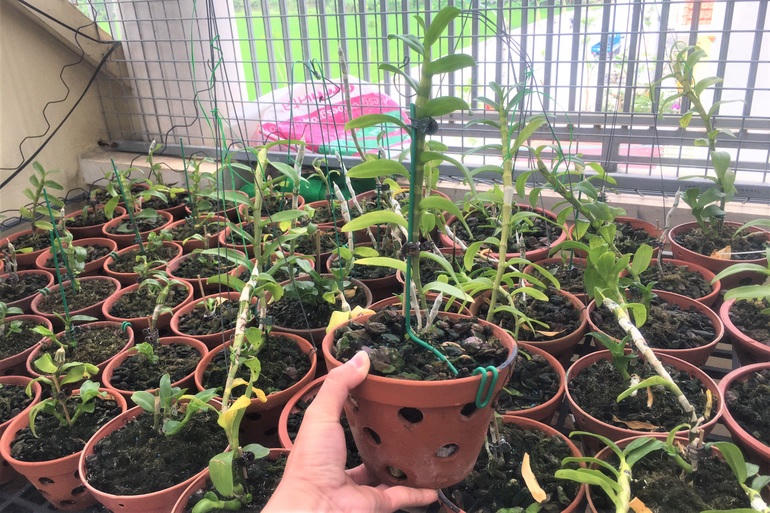 Những cây lan đột biến sau cơn sốt ảo, giờ bán không ai mua, cho không ai lấy (Ảnh: Thái Bá).