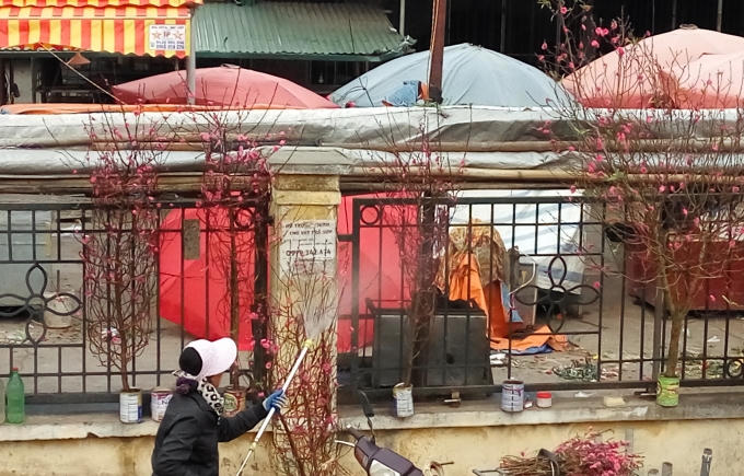Tưới hoa để giữ độ tươi.