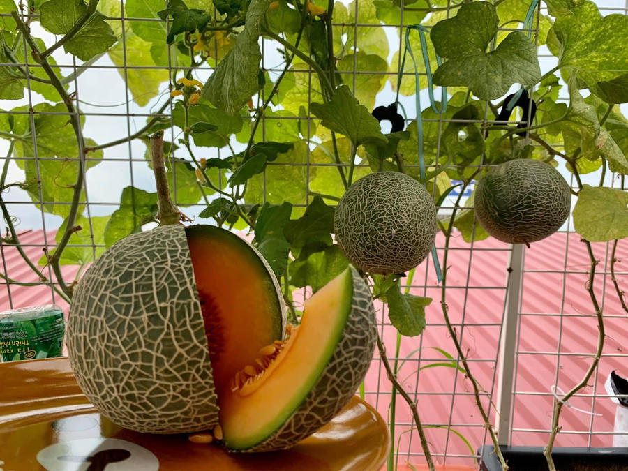 Chị trồng được cả dưa lưới.
