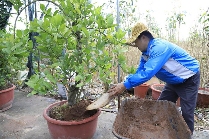 Lạ kỳ 'bàn tay Phật' trên chậu cây mini, anh nông dân thu tiền tỷ