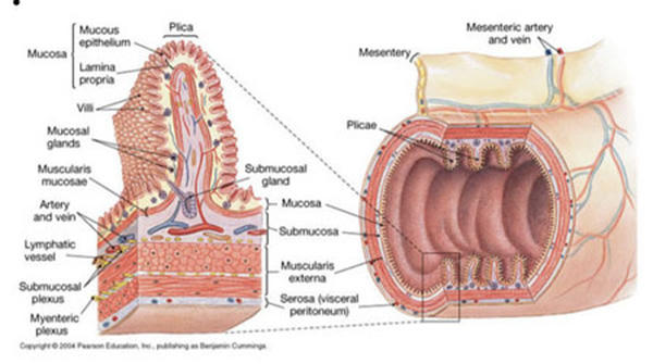 Tái tạo niêm mạc đại tràng là bước quan trọng nhất đẩy lùi viêm đại tràng.