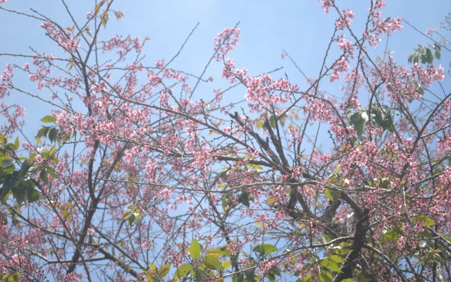 Hoa mai anh đào Đà Lạt khoe sắc những ngày đầu năm mới