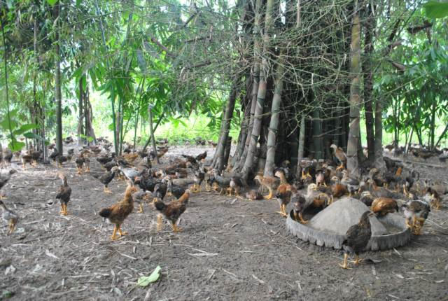 Gà thả vườn ở địa hình đất vườn đồi cho chất lượng thịt chắc, phù hợp với thói quen ẩm thực của người miền Bắc.