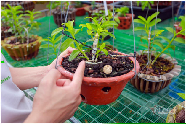 Phi điệp 5 cánh trắng Hiển Oanh có giá khoảng 80 triệu đồng.