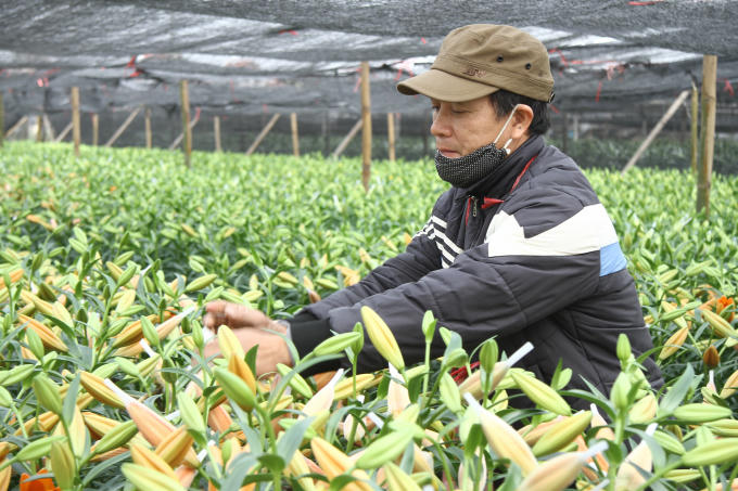 Người dân đang bọc các túi lưới cho những nụ hoa