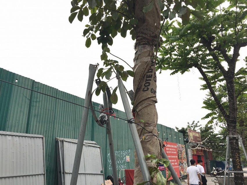 Khung sắt nghiêng ngả, nằm bên ngoài cây không có khả năng chống đỡ.