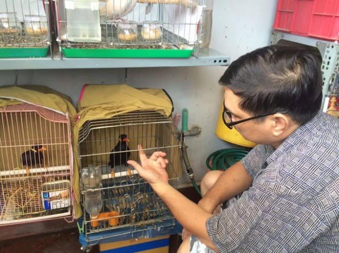 Chủ nhân của chú chim đang “gây sốt” trên là Nguyễn Văn Lộc (53 tuổi, ngụ Bình Thạnh, TP HCM).