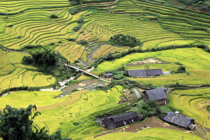 Và khi ấy, bạn sẽ có cảm giác mình đang được đi xuyên qua biển lúa vàng, được tận mắt ngắm những thửa ruộng bậc thang vàng óng, uốn lượn bên dãy Hoàng Liên Sơn kỳ vĩ, điểm xuyết những mái nhà lá nhấp nhô của người dân Tây Bắc. Khung cảnh bình yên ấy, thật dễ khiến người ta phải lòng vùng đất này.