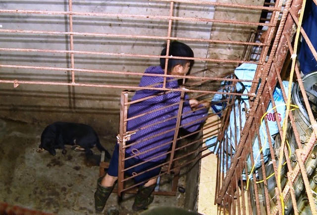 Chó được nhốt vào hầm nhằm tránh sự dòm ngó.