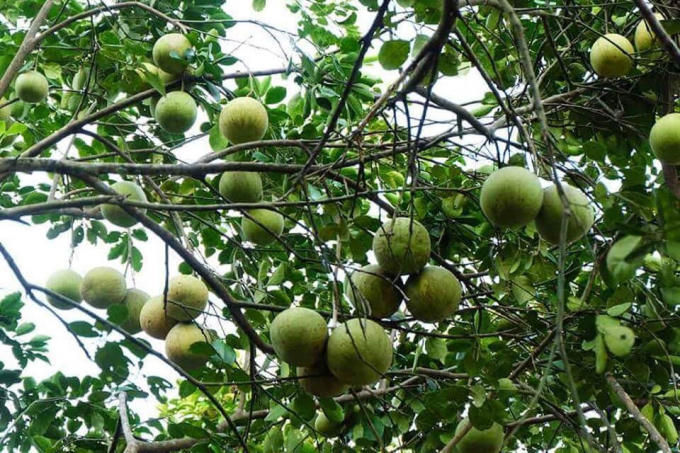 Thanh trà xứ Huế.
