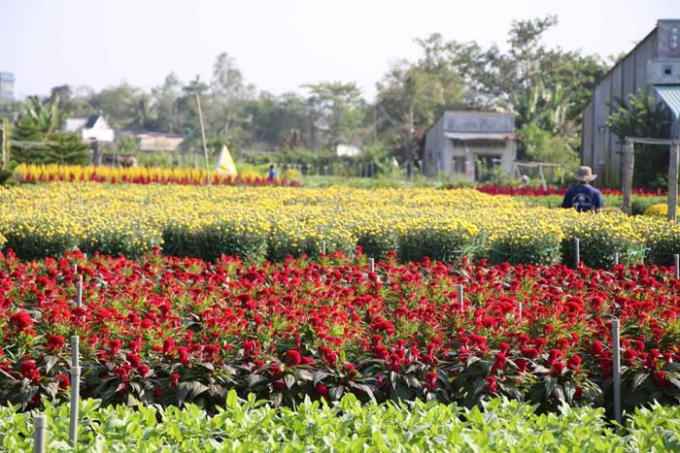 Dịp tết năm nay, làng hoa Sa Đéc dịp tết này dự kiến sẽ cung ứng ra thị trường khoảng 2 triệu giỏ hoa các loại, chủ lực vẫn là cúc, mai, vạn thọ và các kiểng mang ý nghĩa may mắn. Thời điểm hiện tại, tổng diện tích hoa phục vụ tết là 100ha, với 2.300 hộ dân.