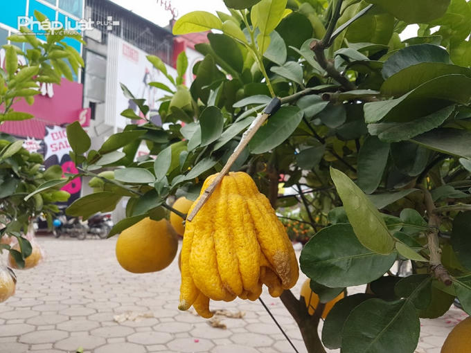 Mỗi cây bưởi "lai" phật thủ có giá từ vài triệu đến hàng chục triệu đồng và phụ thuộc vào hình dáng, số lượng quả và kích thước của cây.