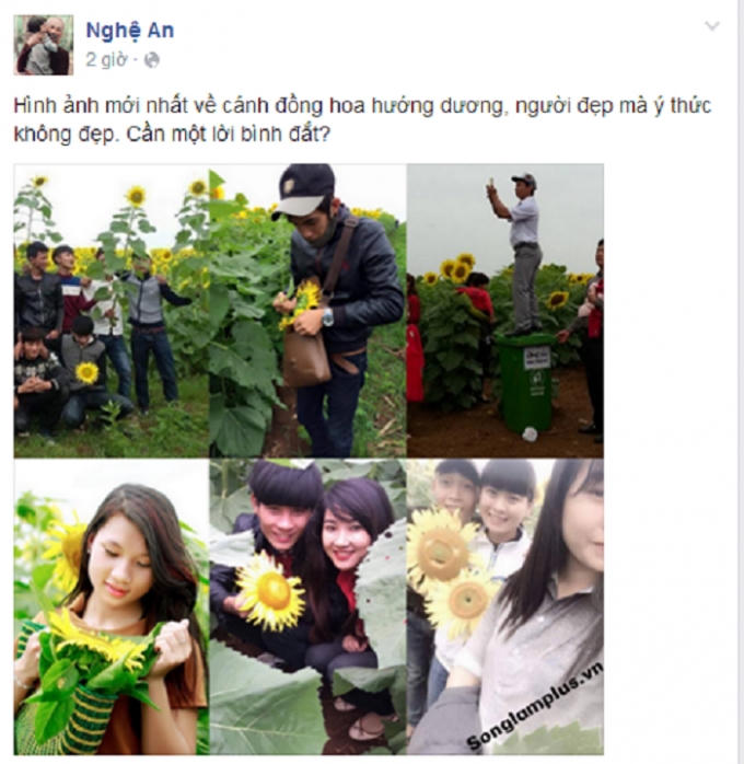 Dân mạng tiếp tục lên án mạnh mẽ hành động phá hoại của một số ít các bạn trẻ tại cánh đồng hoa hướng dương ở Nghệ An.