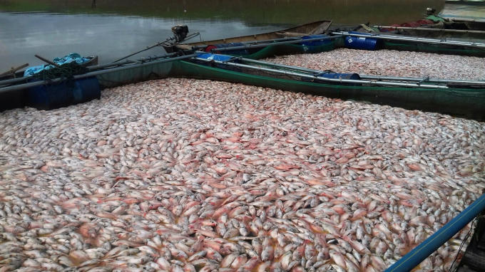 Ca chết trắng trên lồng tại hồ thủy điện Plei Krông, Đắ Hà, Kon Tum