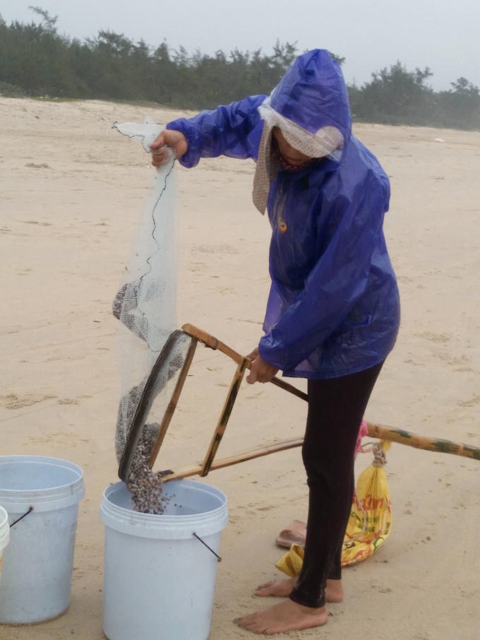 Một mẻ cào trĩu nặng ốc gạo.
