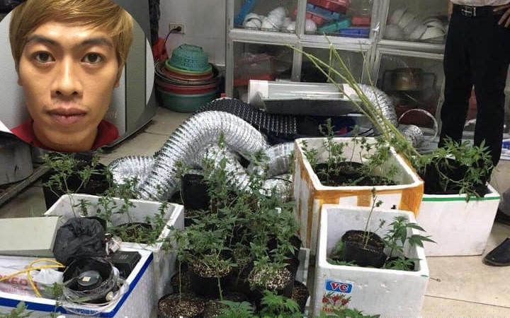Số cần sa tươi lực lượng chức năng thu giữ tại căn nhà Giang (ảnh nhỏ) thuê (Ảnh: CACC)