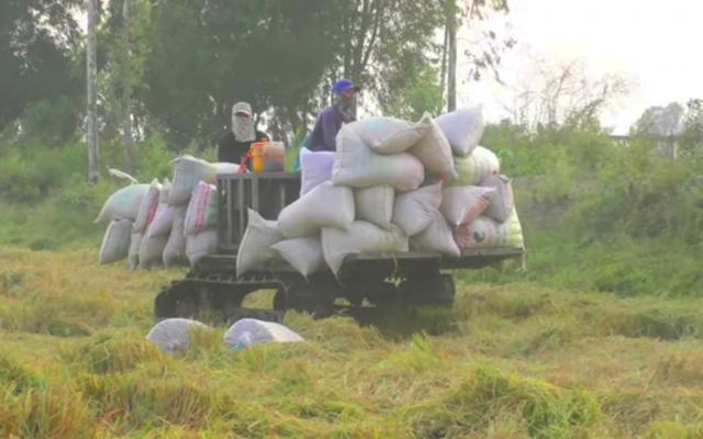 Thiếu máy gặt, nông dân Bạc Liêu gặp khó khăn từ thu hoạch và bán lúa