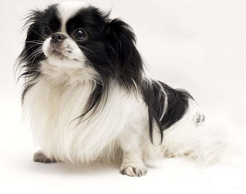 Những năm 1990 là thời hoàng kim của chó Nhật.