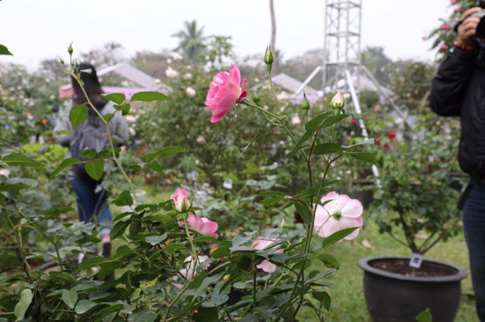 Hàng ngàn người tham dự lễ hội hoa hồng đầu tiên tại Việt Nam