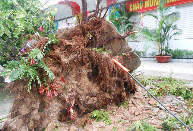 Một cây to bật gốc.