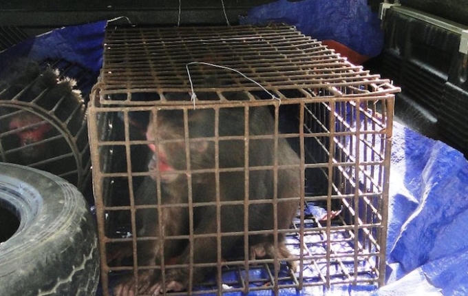 Cá thể khỉ mặt đỏ nuôi nhốt trong lồng sắt, giờ được giải phóng về rừng.