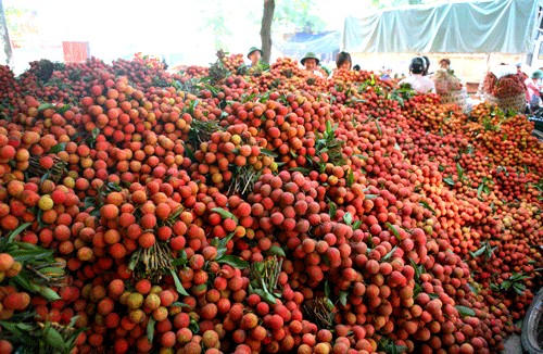 Vải thiều năm nay được giá, tiêu thụ dễ dàng.