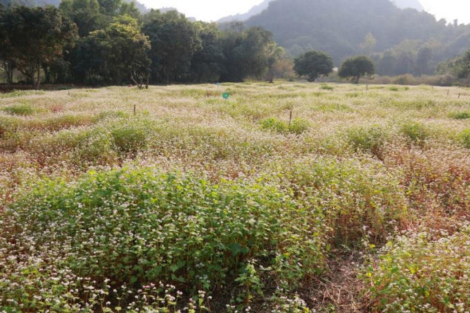 Vườn hoa tam giác mạch nằm trong vườn chim Thung Nham (Ninh Bình) đang thu hút rất nhiều du khách đến tham quan mỗi ngày.