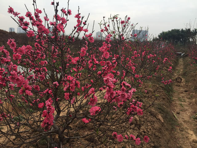 Loại đào bích đang bung nở hết hoa đợt đầu, nấu chủ vườn trồng chủ yếu loại bích đào cành có thể thất thu vì thời điểm hiện nay hoa đào đã bung nở hết.