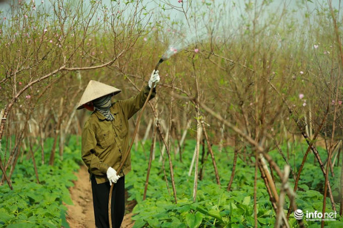 Đây là giai đoạn cuối nên những công việc chăm sóc đào hiện tại chỉ là tưới nước, giữ nhiệt để đào có thể nở đúng thời điểm.