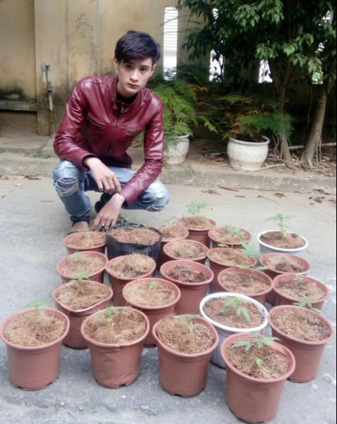Lê Văn Long và 22 chậu cây cần sa.