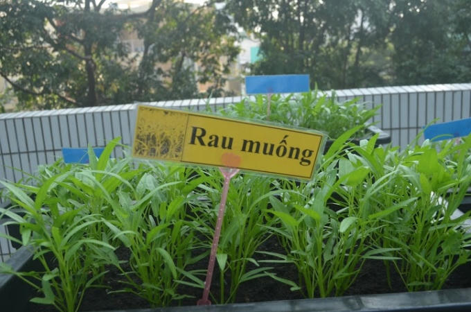 Trong thời gian đến, rau nhà trường trồng sẽ được đưa vào bếp phục vụ lại cho các bé trong bữa ăn.
