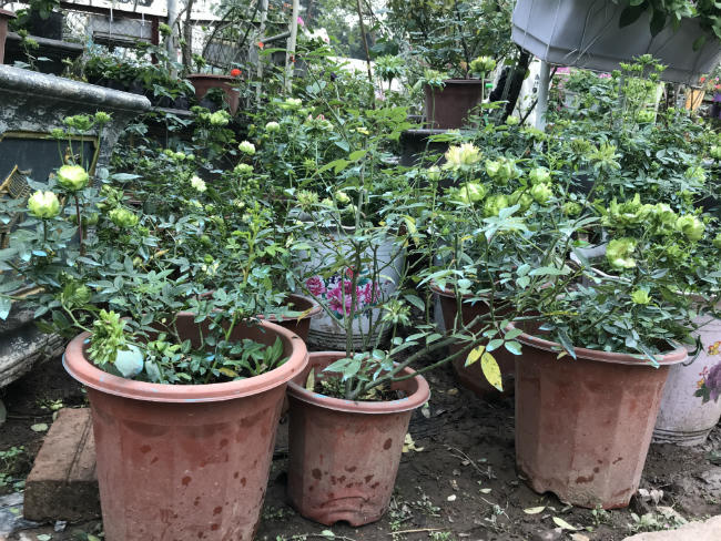 Theo chị Nguyễn Thu, một người bán cây hồng ở Gia Lâm (Hà Nội), loại cây này có màu sắc lạ mắt, hoa cũng nhỏ xinh rất đẹp. Khách đặt mua rất nhiều trong thời gian gần đây.
