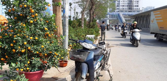 Giây phút nghỉ ngơi hiếm hoi của một thợ chở đào, quất. 