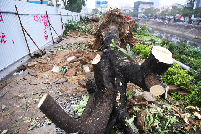 Vỉa hè có hơn 470 cây xanh. Sở Xây dựng đã thẩm định, cho phép di chuyển 370 cây, chặt hạ hơn 100 cây do bị sâu bệnh, hoặc hình dáng, sự phát triển không phù hợp để trồng lại. 