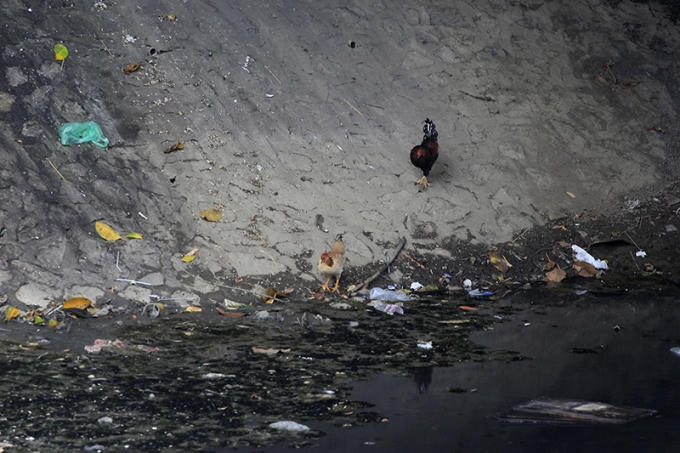 Rác trên sông Tô Lịch đặc quánh, hôi thối